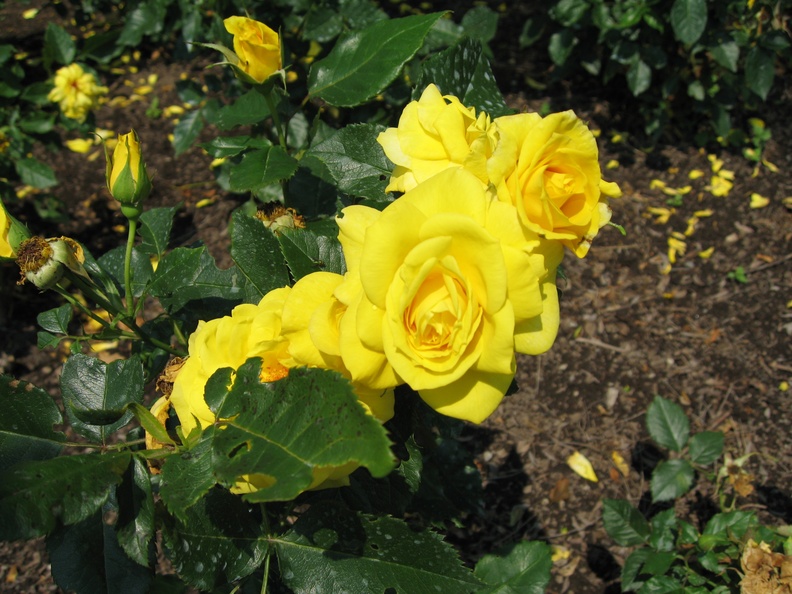 2006-06-28 258 Park Yellow